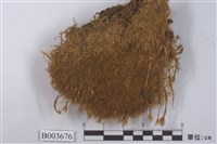 藏品(曲尾苔科)的圖片